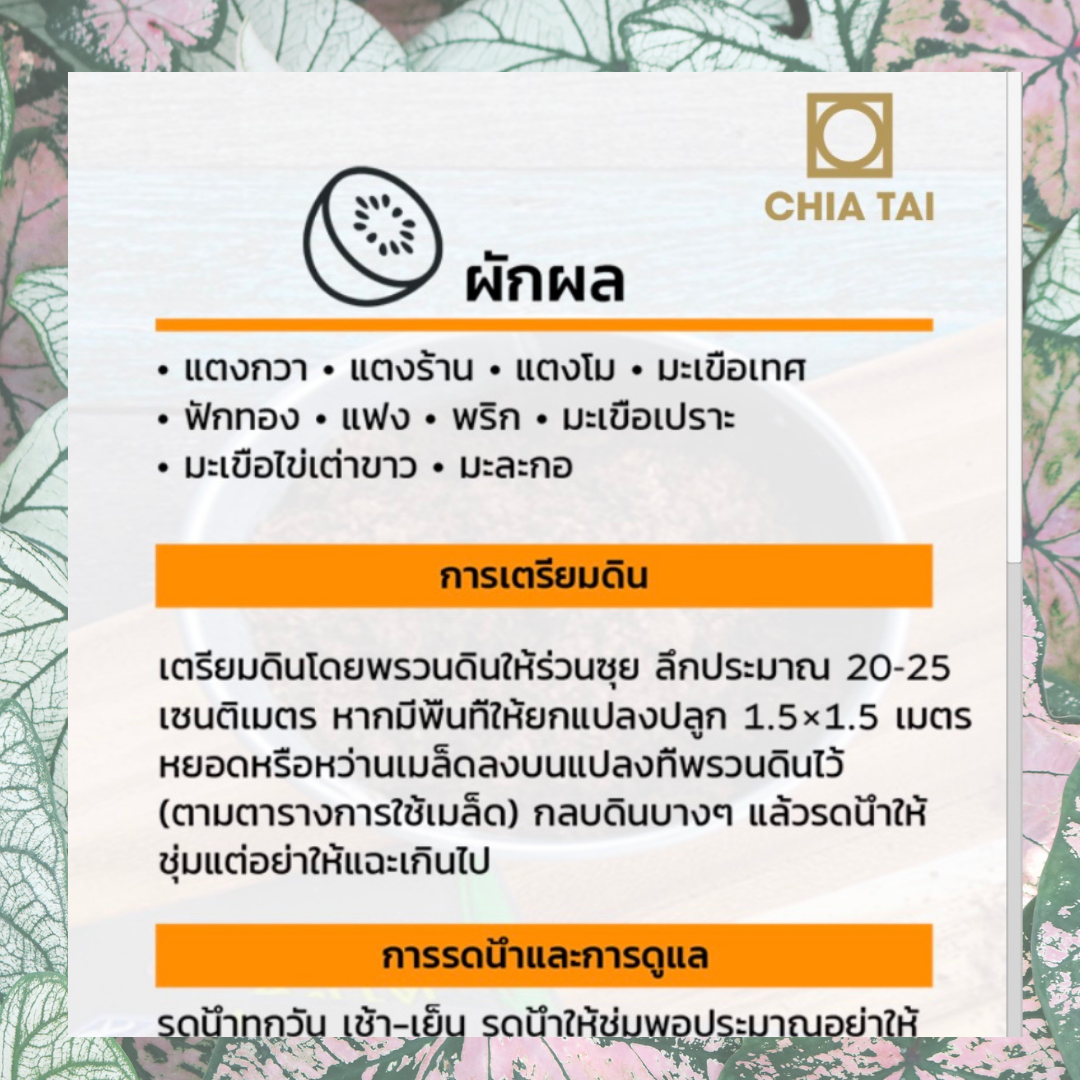 เมล็ดพันธุ์ แตงกวา 250 เมล็ด ซองจัมโบ้ เพิ่มปริมาณมากกว่า 3 เท่า! ตราเจียไต๋ Cucumber