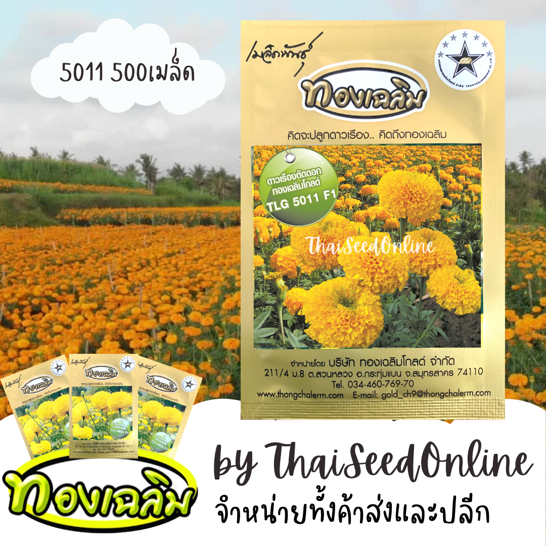 TC500S เมล็ดพันธุ์ ดาวเรืองตัดดอก ดาวเรืองทองเฉลิม 5011 500 เมล็ด Marigold Thongchalerm 5011 500Seeds
