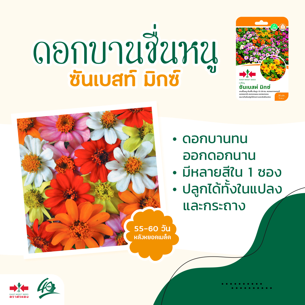GGEW เมล็ดพันธุ์ดอกไม้ บานชื่นหนู ซันเบสท์ มิกซ์ ตราศรแดง Zinnia เมล็ดดอกไม้ เมล็ดพันธุ์ดอกไม้