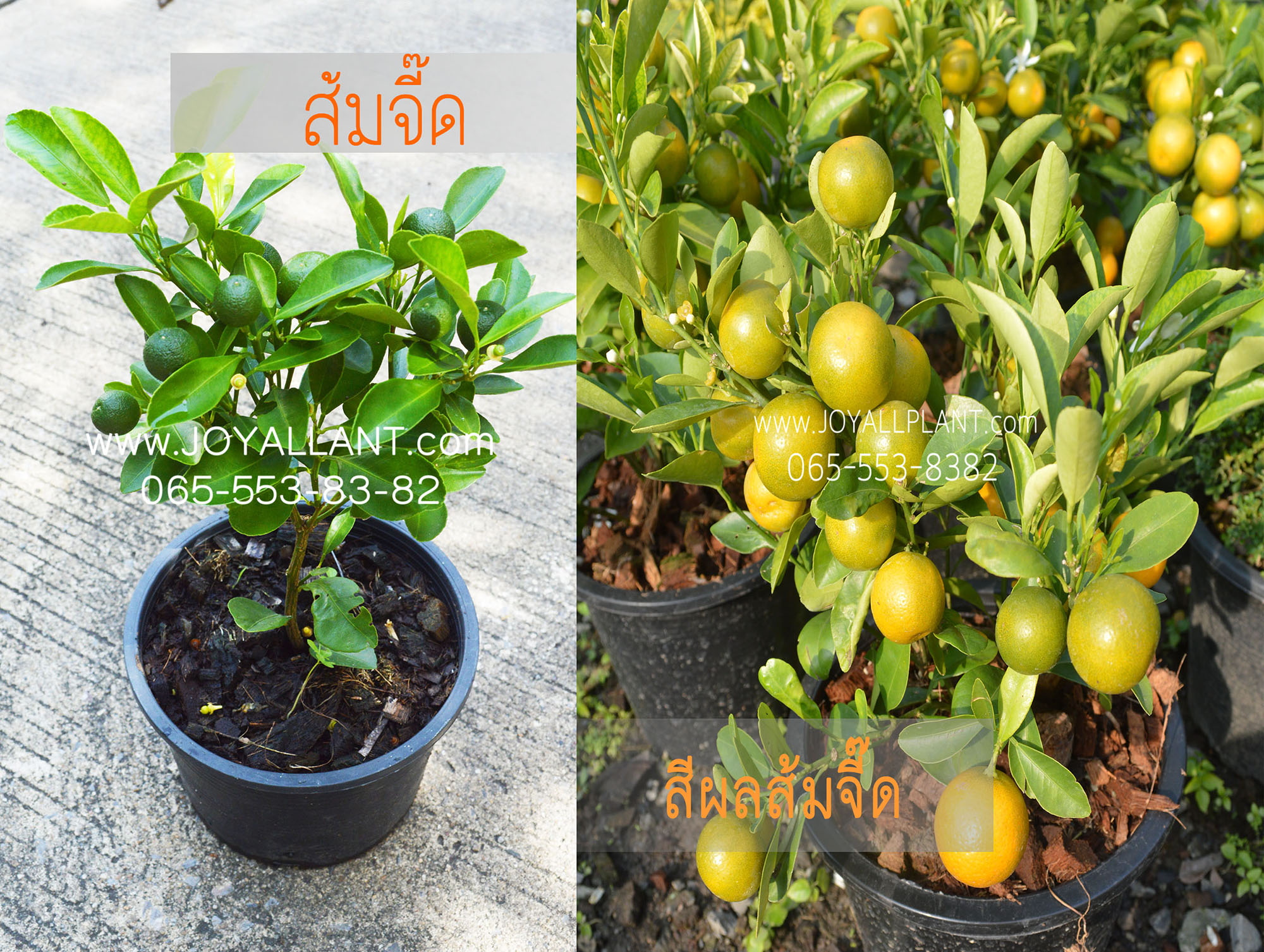 ส้มจี๊ด กระถาง5-6นิ้ว