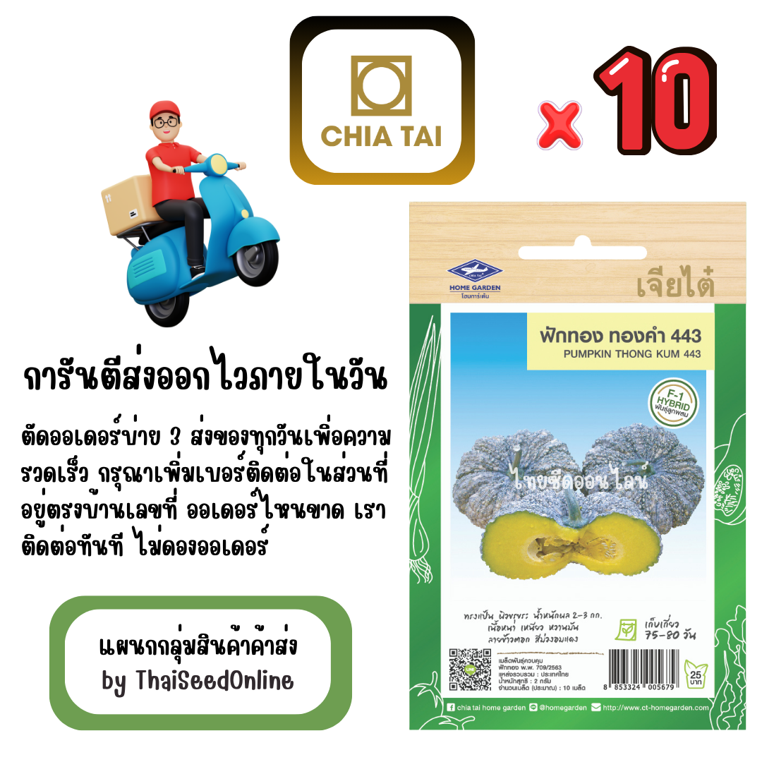 CTF1 x 10 เมล็ดผักซองเจียไต๋ ฟักทอง ทองคำ443 สินค้ายกแพ็ค