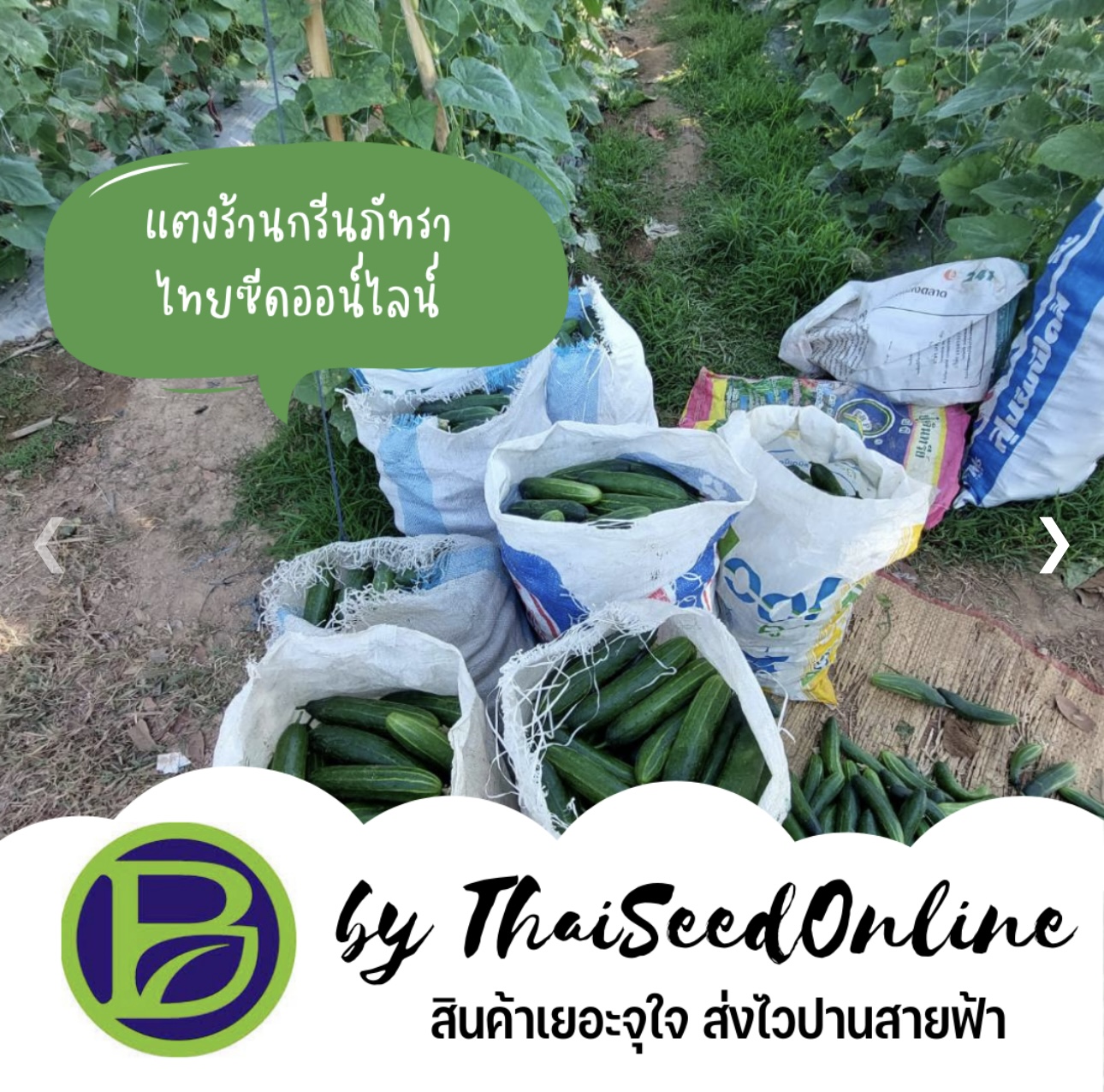 ขนาดทดลอง เมล็ดพันธุ์ แตงร้านกรีนภัทรา 10กรัม Greenpattra Cucumber 10grams