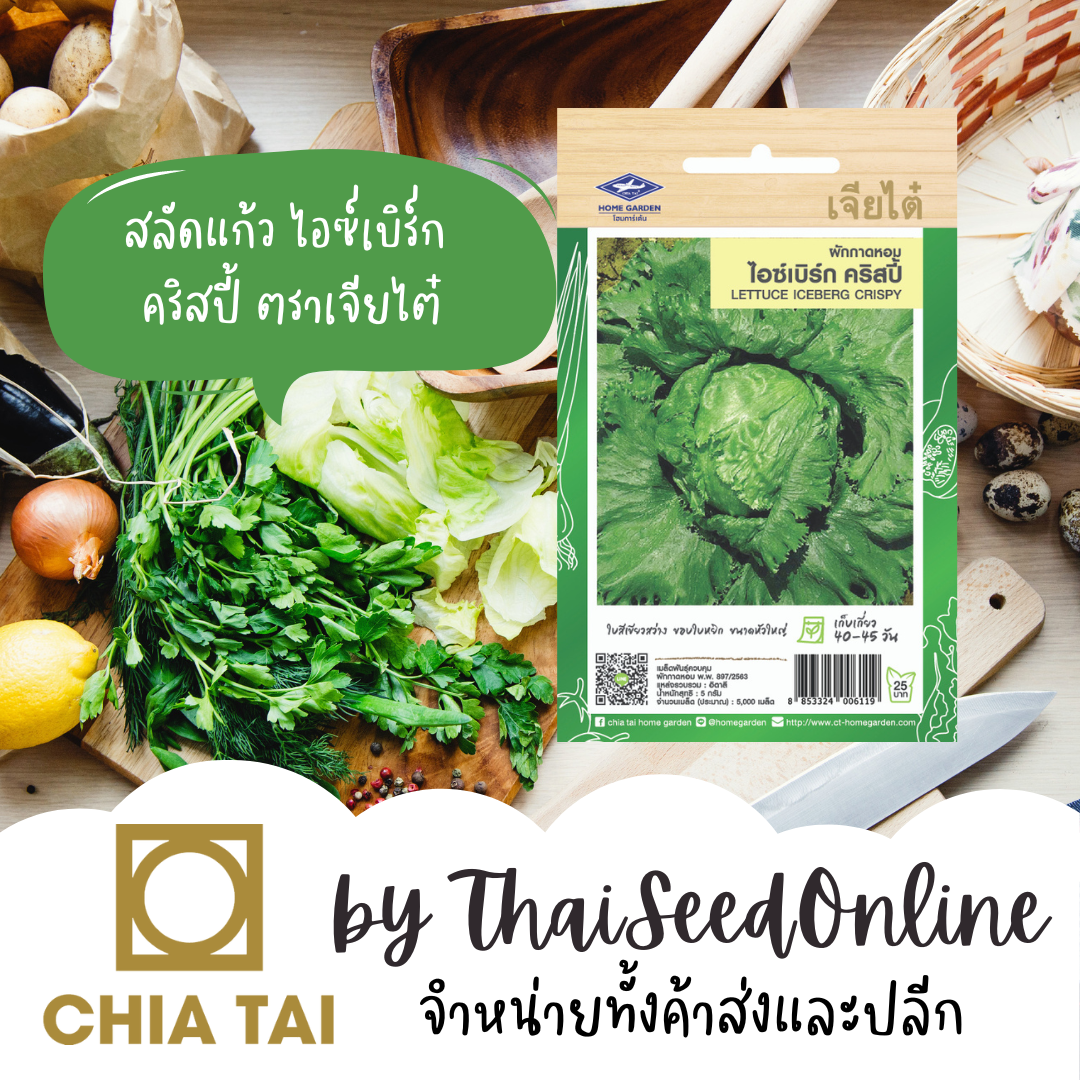 CTF1 เมล็ดพันธุ์ ผักกาดหอม ผักกาดแก้ว สลัดแก้ว ไอซ์เบิร์ก คริสปี้ 5000 เมล็ด ตราเจียไต๋ Iceberg Crispy Lettuce