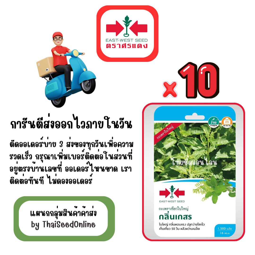 GGx10 เมล็ดผักซองศรแดง กลิ่นเกสร กะเพรา สินค้ายกแพ็ค