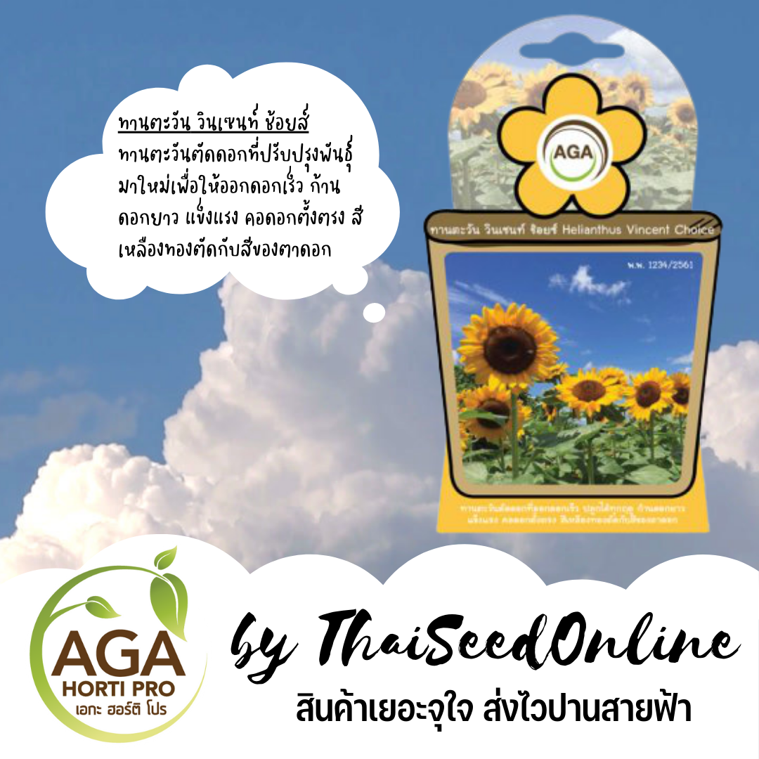 AGAFW เมล็ดพันธุ์ ซองเล็ก ทานตะวัน วินเซนท์ ช้อยช์ เอกะ AGA เมล็ดดอกไม้