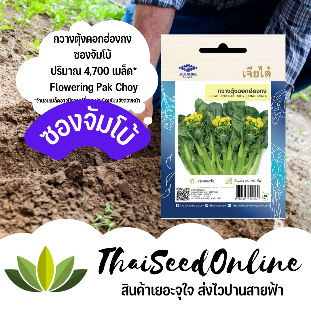 เมล็ดพันธุ์ กวางตุ้งดอกฮ่องกง ซองจัมโบ้ เพิ่มปริมาณมากกว่า 3 เท่า!ตราเจียไต๋