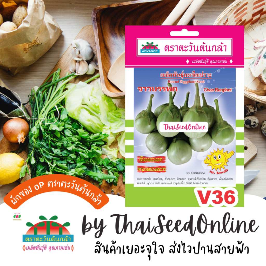 Advance Seeds(ตราตะวันต้นกล้า) ADVOP ซฟ เมล็ดพันธุ์ มะเขือเปราะ มะเขือเปราะจาว จาวบรรพต ประมาณ 320 เมล็ด ตราตะวันต้นกล้า V36