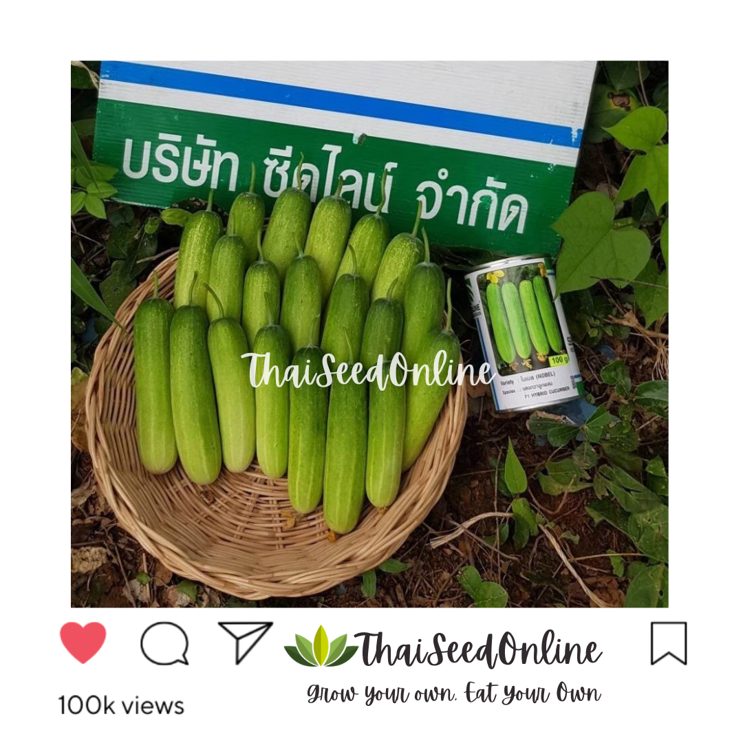 Seed Line(ซีดไลน์) SLCOM กป 100กรัม เมล็ดพันธุ์ แตงกวาโนเบล ตราซีดไลน์ NOBEL Cucumber แตงกวาโนเบลสตาร์