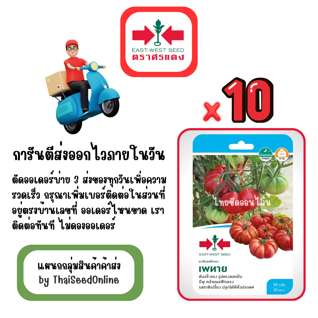 GGx10 เมล็ดผักซองศรแดง เพทาย มะเขือเทศ ทรงฟักทอง สินค้ายกแพ็ค