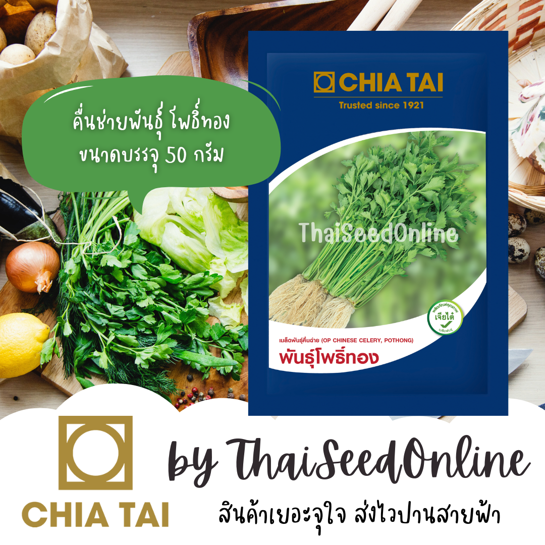 ใหม่ หมดอายุ 11/69 เมล็ดพันธุ์ คื่นฉ่ายโพธิ์ทอง 50 กรัม ตราเจียไต๋ Celery คื่นช่าย ขึ้นช่าย คื่นฉ่าย ขึ้นฉ่าย