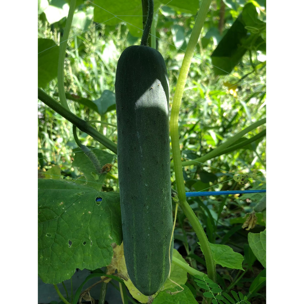 Advance Seeds(ตราตะวันต้นกล้า) ADV กป 100กรัม เมล็ดพันธุ์แตงร้าน โพไซดอน 100 กรัม ตราตะวันต้นกล้า Cucumber F1