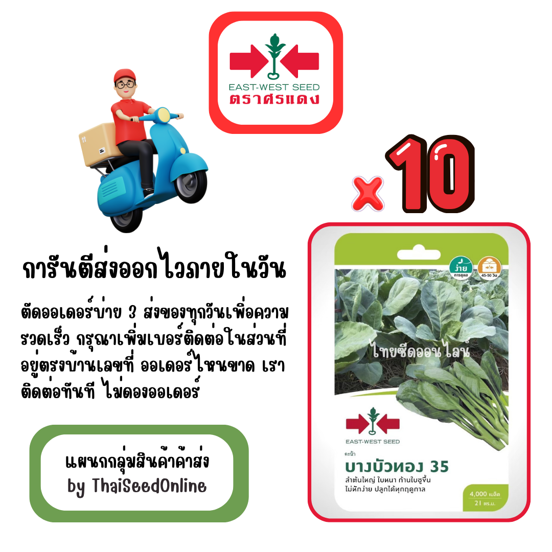 GGx10 เมล็ดผักซองศรแดง บางบัวทอง คะน้า สินค้ายกแพ็ค