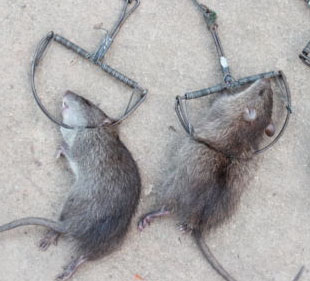 กับดักหนู กับดักหนูฟ้าผ่า กับเสือ กับลาว กับวงกลม สามแบบให้เลือก