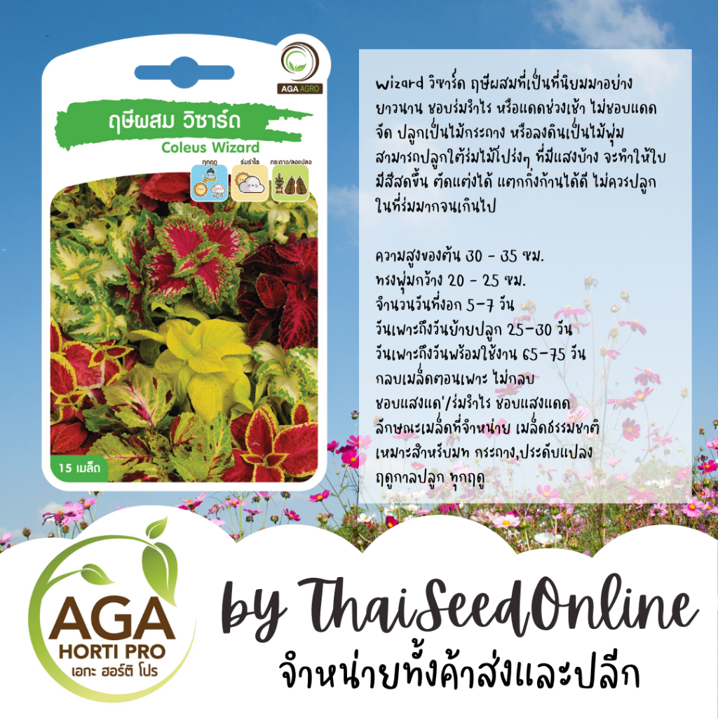 AGA Agro(เอกะ อะโกร) AGAPREMIUM วิซาร์ด ฤษีผสม 15เมล็ด ตราเอกะอะโกร Coleus Wizard