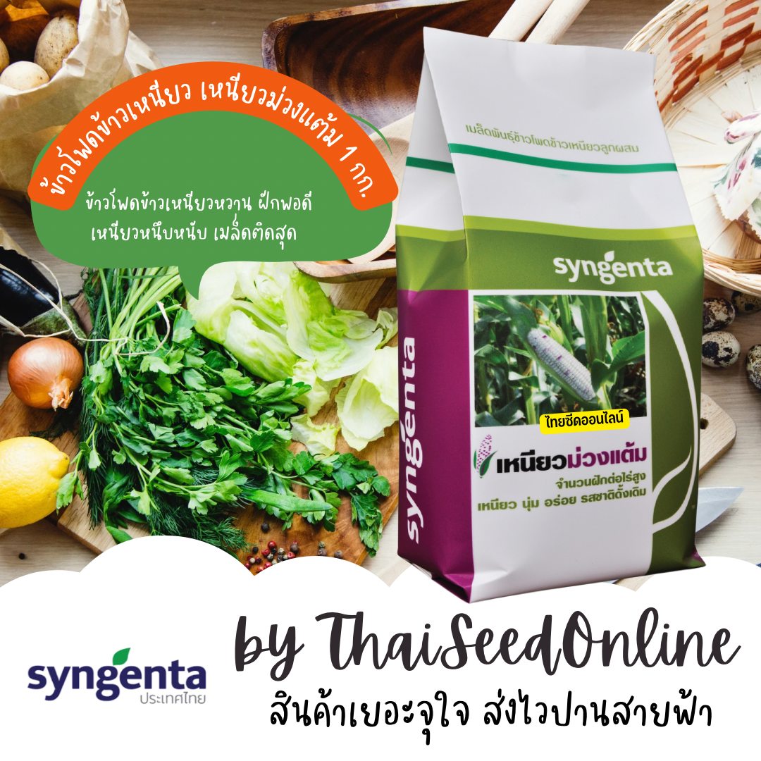 S&G 1กก. Exp. 1/70 เมล็ดพันธุ์ ข้าวโพดข้าวเหนียวแต้มม่วง ซินเจนทา Corn ม่วงแต้ม เหนียวม่วงแต้ม
