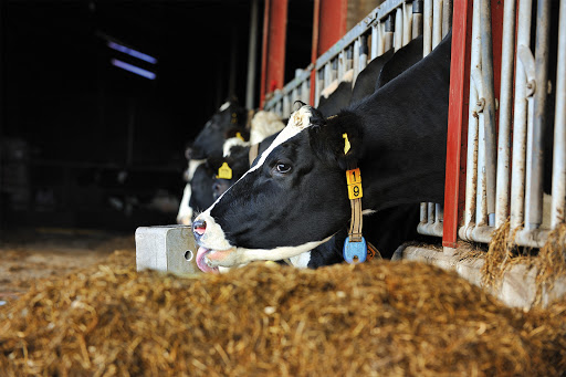 5 กก ก้อนเกลือแร่ KNZ เกลือแร่วัว เกลือแร่ก้อน นำเข้าจากประเทศเนเธอร์แลนด์ ก้อนแน่นเลียไม่แตก ใช้ได้นาน