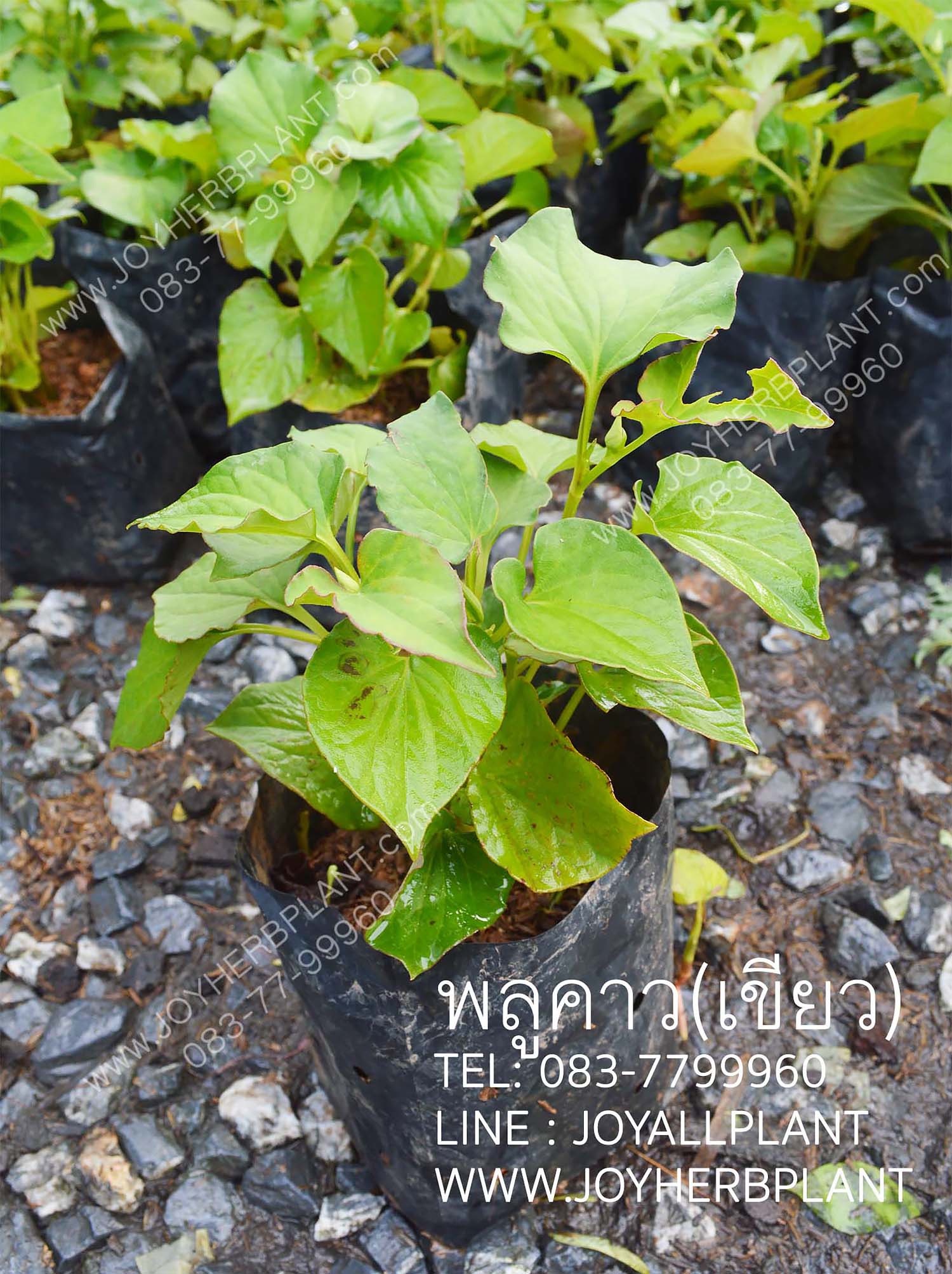 พลูคาว/ คาวตอง (ก้านเขียว) ซื้อ 10แถม 1