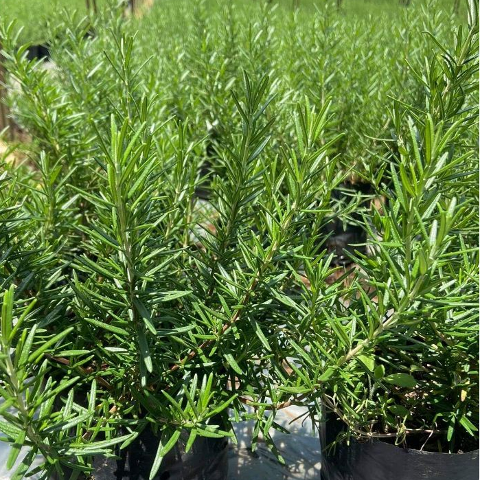 3A(สามเอ) 3A(สามเอ) 3A เมล็ดพันธุ์ โรสแมรี่ ตราสามเอ Rosemary
