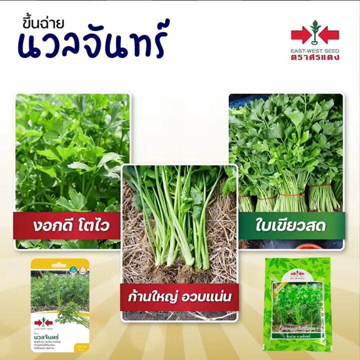 Sorndang(ศรแดง) EWCOM เมล็ดพันธุ์ คื่นช่าย นวลจันทร์ 50กรัม ตราศรแดง Celery