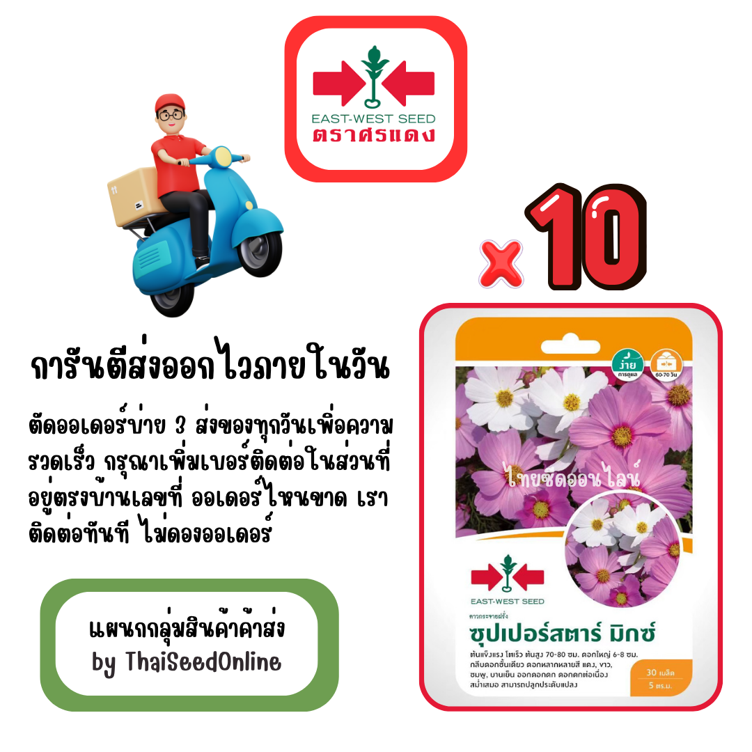 GGx10 เมล็ดผักซองศรแดง ซุเปอร์สตาร์ มิกซ์ ดาวกระจาย สินค้ายกแพ็ค