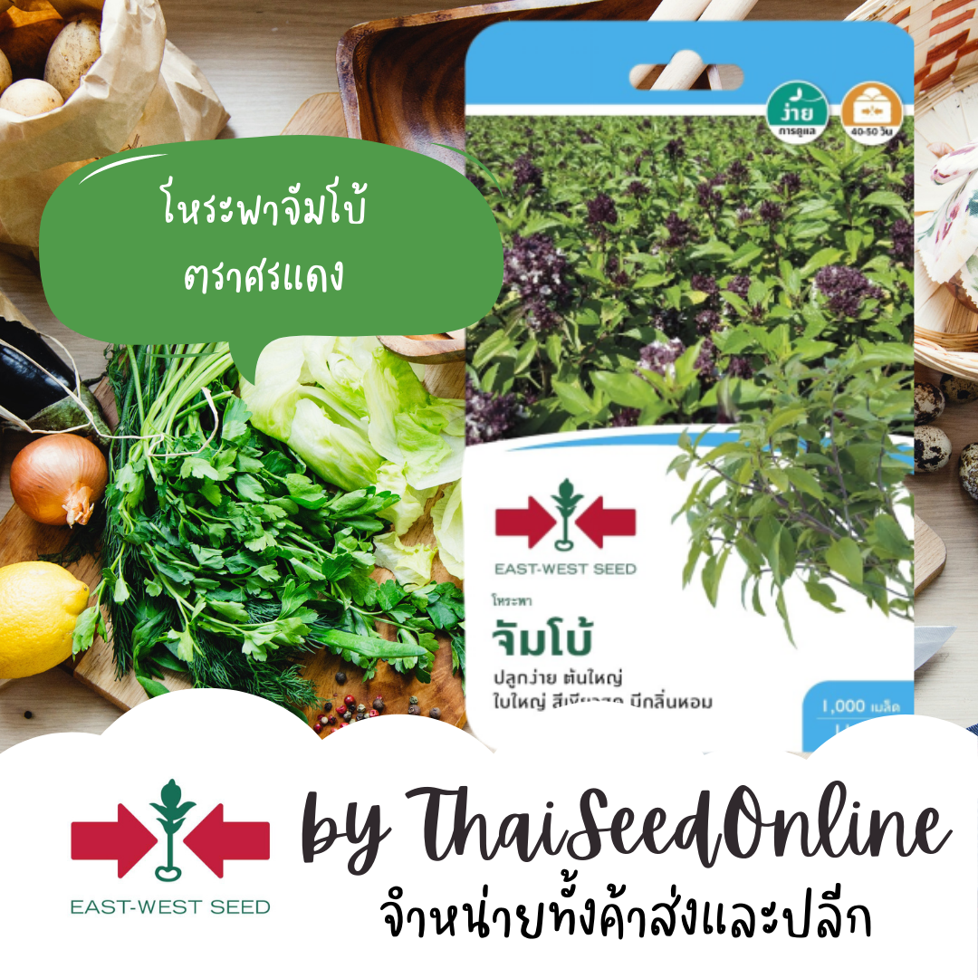 GGEW เมล็ดพันธุ์ซฟ โหระพาจัมโบ้ 1000เมล็ด ตราศรแดง