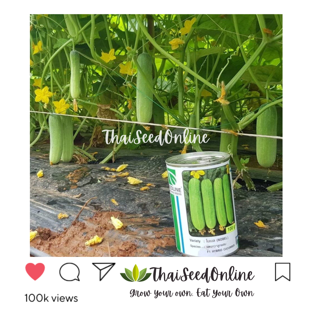 Seed Line(ซีดไลน์) SLCOM กป 100กรัม เมล็ดพันธุ์ แตงกวาโนเบล ตราซีดไลน์ NOBEL Cucumber แตงกวาโนเบลสตาร์