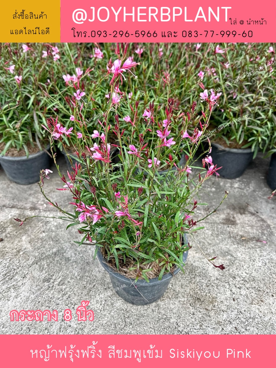 หญ้าฟรุ้งฟริ้ง Butterfly Gaura /siskiyou pink สีชมพูเข้ม
