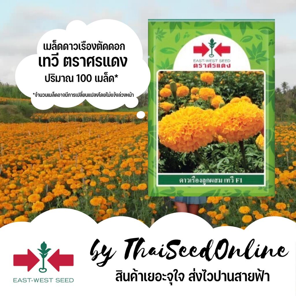 Sorndang(ศรแดง) EWCOM เมล็ดพันธุ์ ดาวเรืองตัดดอก เทวี ดาวเรืองเทวี ตราศรแดง เมล็ดดอกไม้