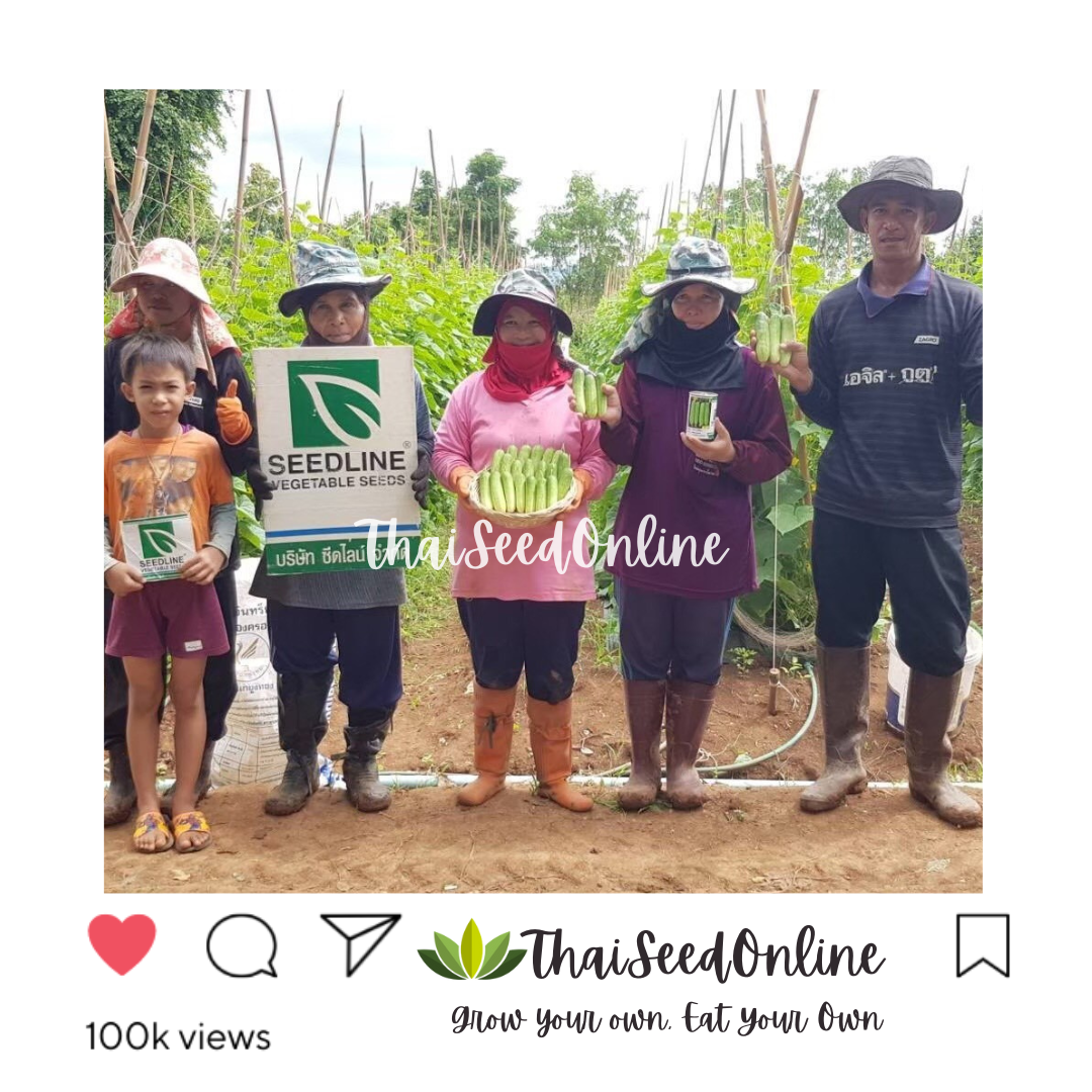 Seed Line(ซีดไลน์) SLCOM กป 100กรัม เมล็ดพันธุ์ แตงกวาโนเบล ตราซีดไลน์ NOBEL Cucumber แตงกวาโนเบลสตาร์