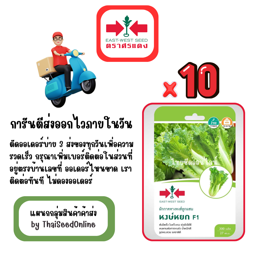 GGx10 เมล็ดผักซองศรแดง ผักกาดขาว หงษ์หยก สินค้ายกแพ็ค