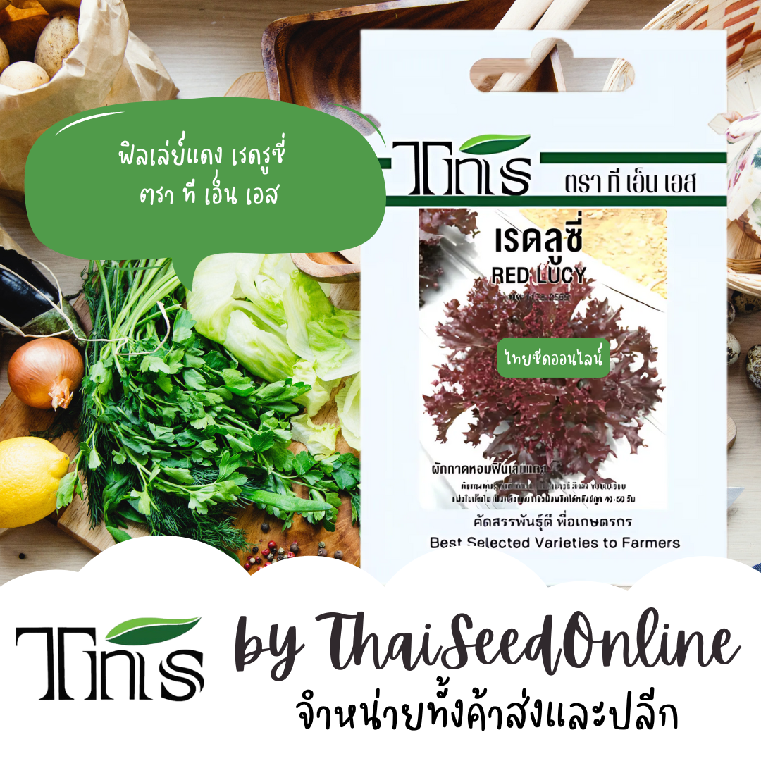 TNS(ทีเอ็นเอส) TNS เมล็ดพันธุ์แบบซองเล็ก ฟิลเลย์แดง เรดลูซี่ ตรา ที เอ็น TNS Red Fillet Lettuce