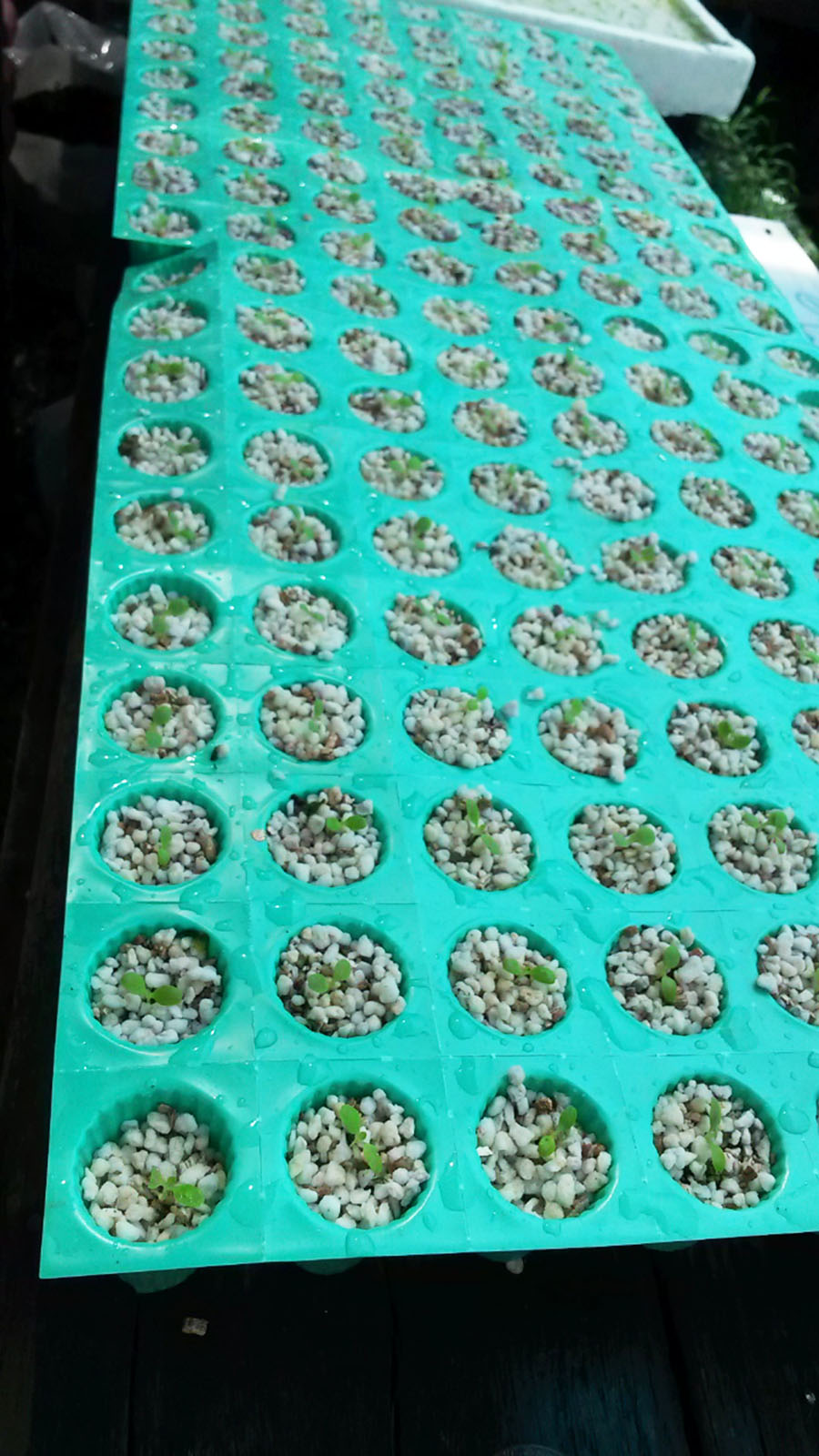 ถาดเพาะไฮโดรโปนิกส์ ถาดเพาะชำ ถาดเพาะกล้าสีเขียว 80 หลุม