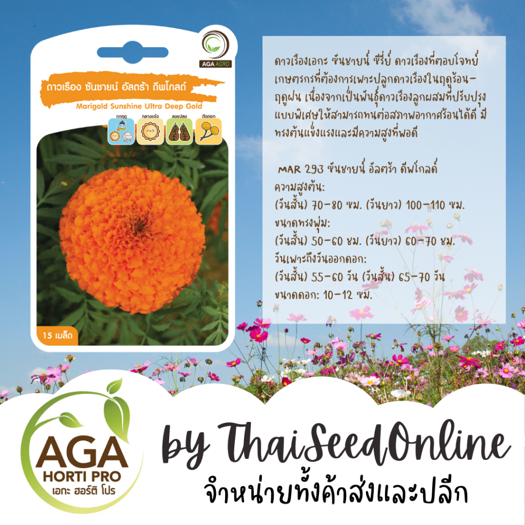 AGA Agro(เอกะ อะโกร) AGAPREMIUM ดาวเรืองซันชายน์ อัลตร้าดีพโกลด์ เมล็ดดาวเรือง 15เมล็ด ตราเอกะอะโกร Marigold