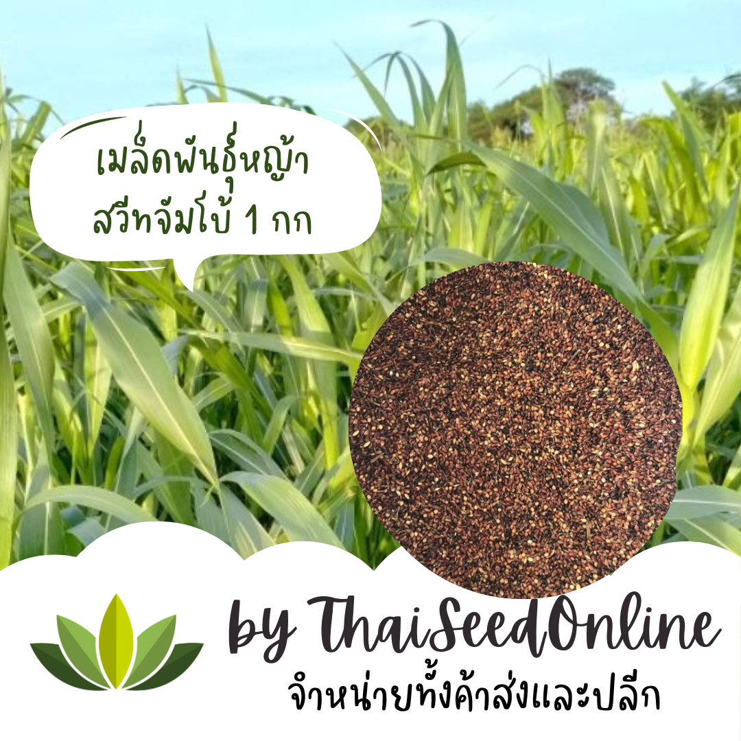 เมล็ดพันธุ์หญ้า สวีทจัมโบ้ ถุง 800กรัม