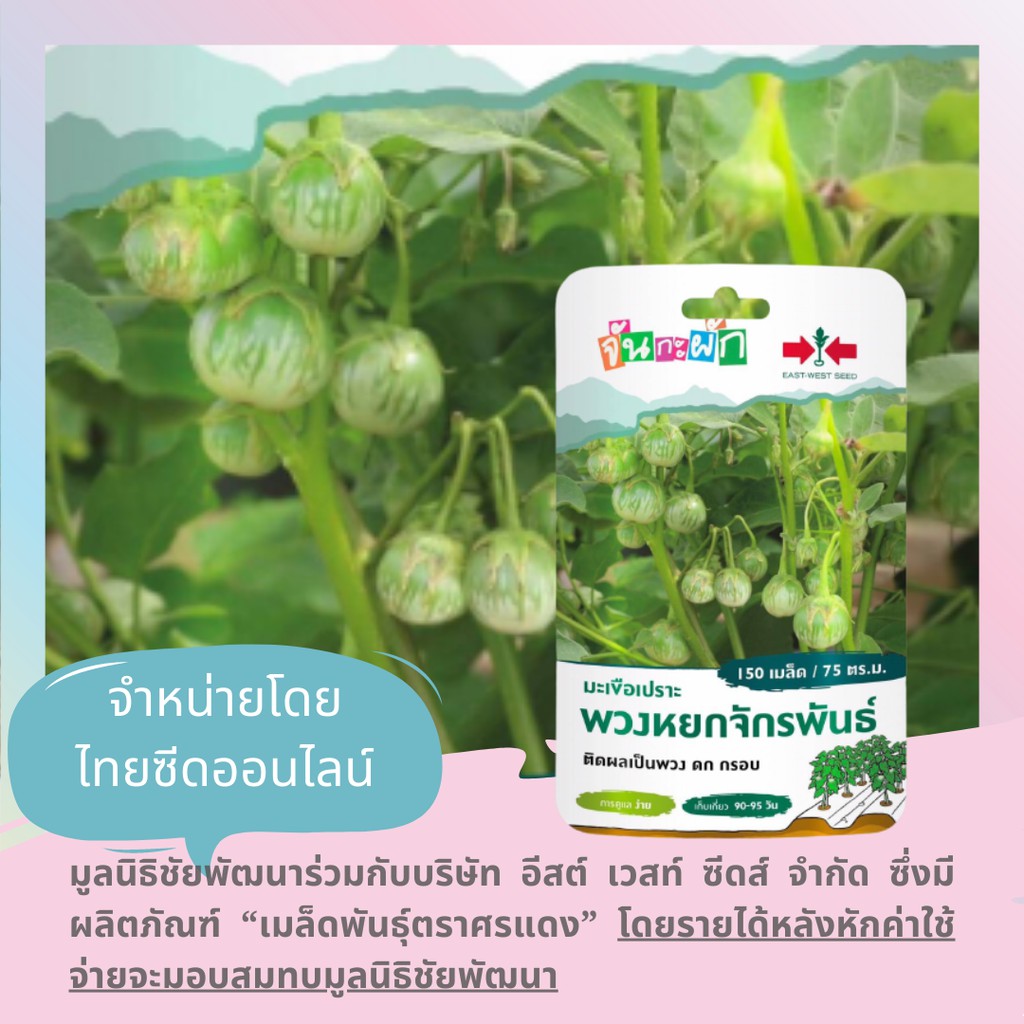 GGEW มะเขือเปราะพวงหยกจักรพันธุ์ 150เมล็ด ตราศรแดง เมล็ดพันธุ์พระราชทาน จันกะผัก Eggplant
