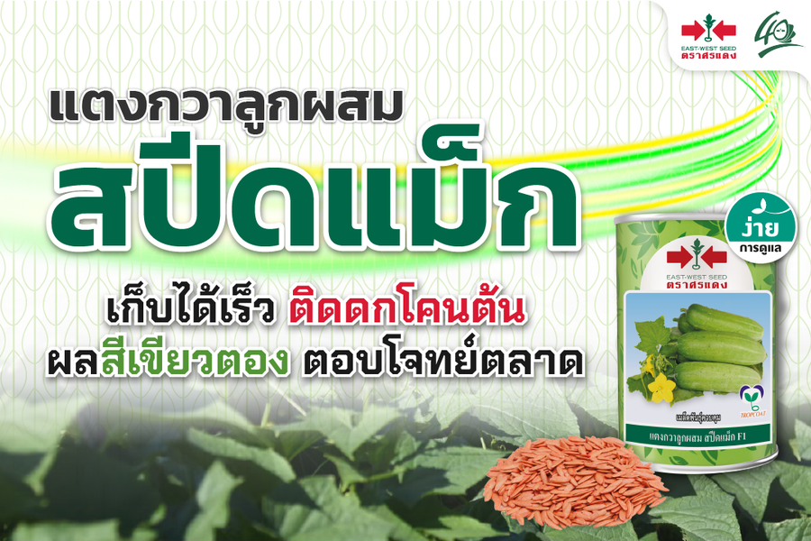 GGEW เมล็ดพันธุ์ ซฟ แตงกวาสปีดแม็ก 70 เมล็ด ตราศรแดง
