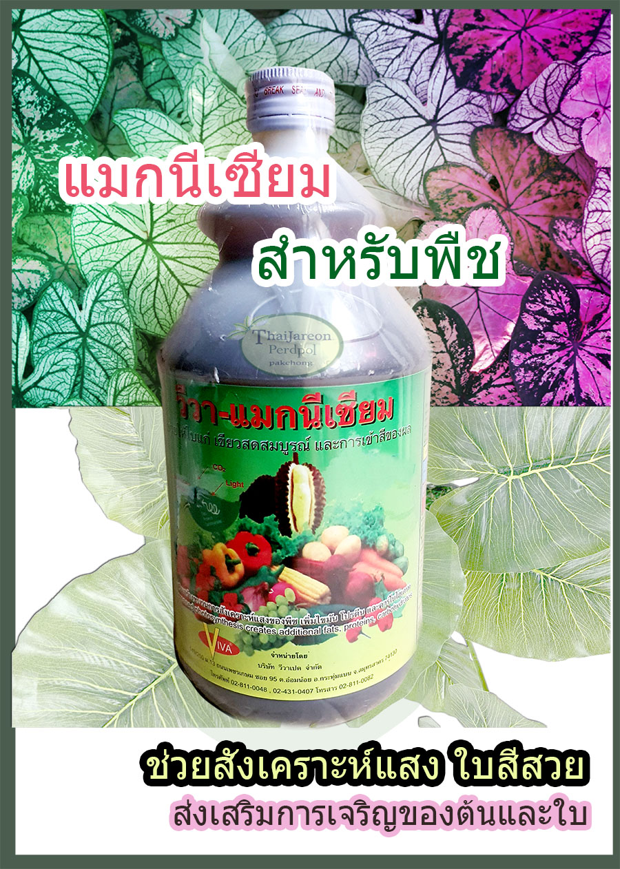 แมกนีเซียม อาหารเสริมพืช ช่วยในการสะสมอาหาร เร่งใบเขียว กระตุ้นให้พืชสังเคราะห์แสง ต้นใบสีสวย บำรุงไม้ประดับสีสวย