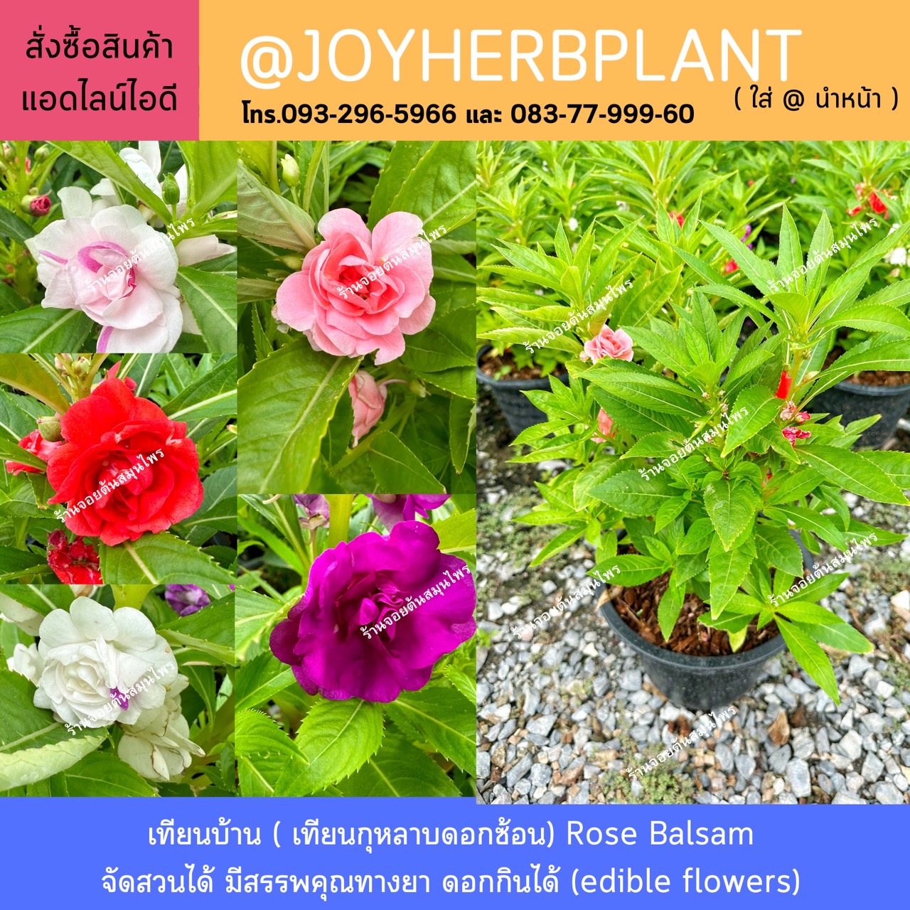 เทียนบ้าน ดอกซ้อน ( เทียนกุหลาบ) Rose Balsam