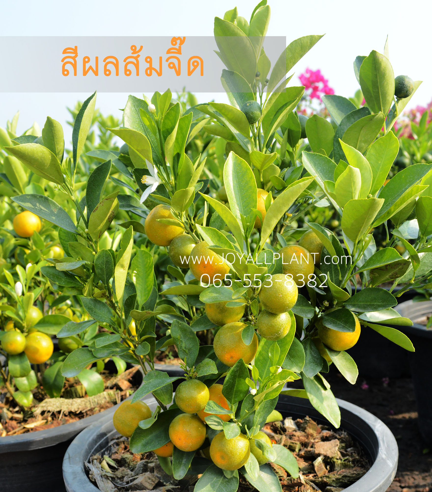ส้มจี๊ด กระถาง5-6นิ้ว