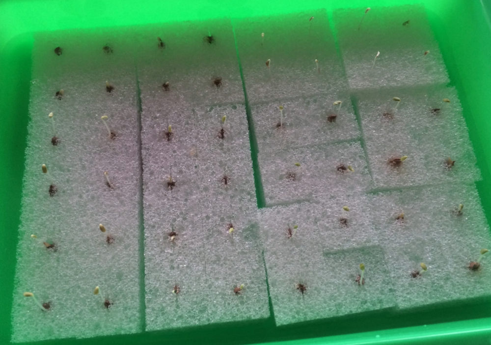 ฟองน้ำปลูกพืชไฮโดรโพนิกส์ ก้อนฟองน้ำมีขนาด 1 x 1 x 1 นิ้ว