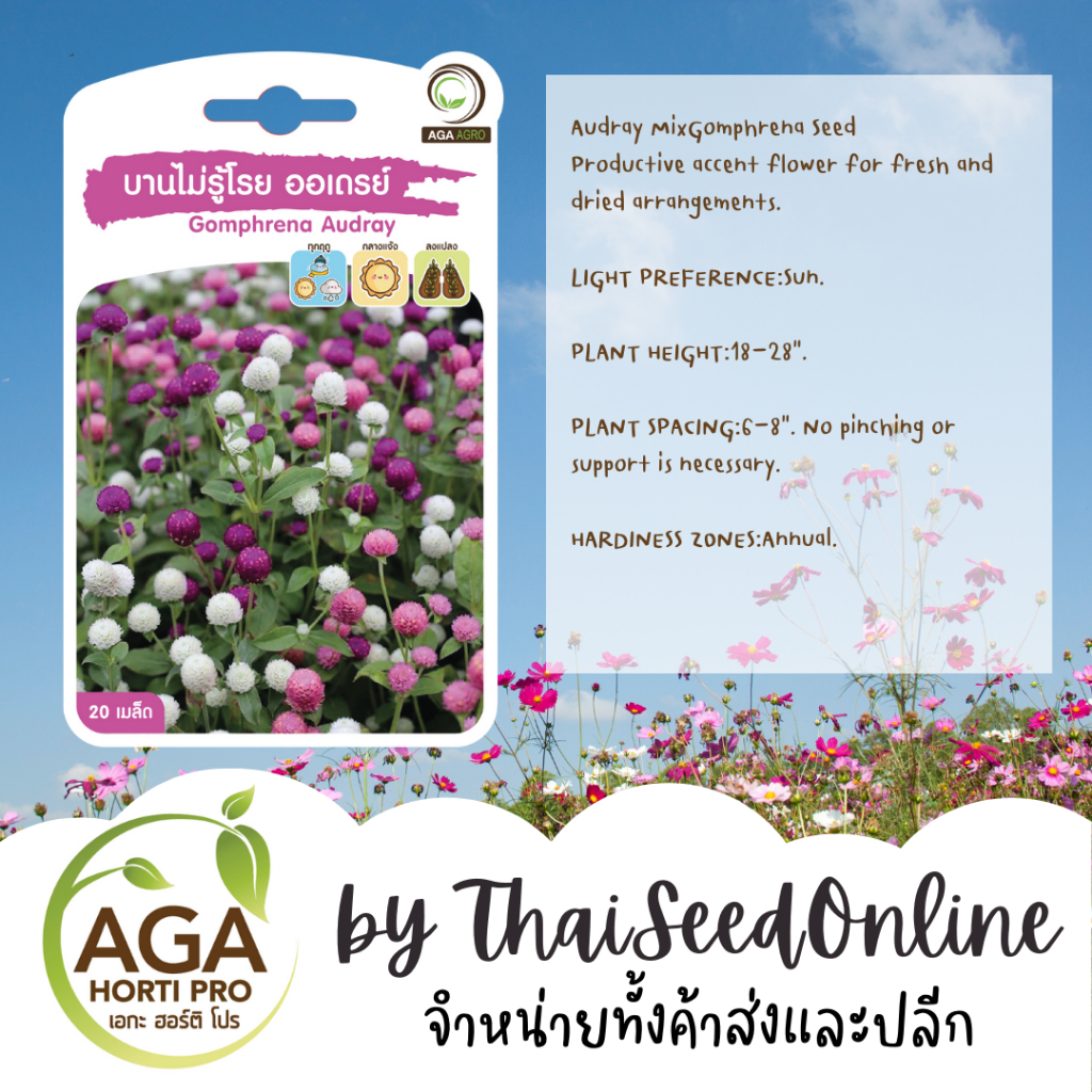 AGA Agro(เอกะ อะโกร) AGAPREMIUM บานไม่รู้โรย ออเดรย์ 20เมล็ด ตราเอกะอะโกร Gomphrena