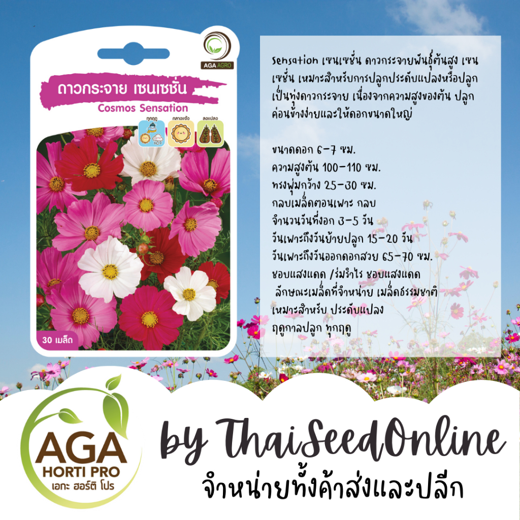 AGA Agro(เอกะ อะโกร) AGAPREMIUM ดาวกระจาย เซนเซชั่น 30เมล็ด ตราเอกะอะโกร Cosmos