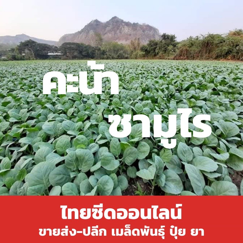 เมล็ดพันธุ์พืช🔥ท้าให้ลอง🔥50กรัม คะน้ายอด คะน้าซามูไร ต้นอวบ ใบใหญ่ ปลายแหลม
