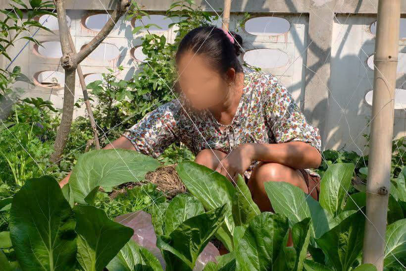 ตาข่ายปลูกแตง ตาข่ายปลูกไม้เลื้อย