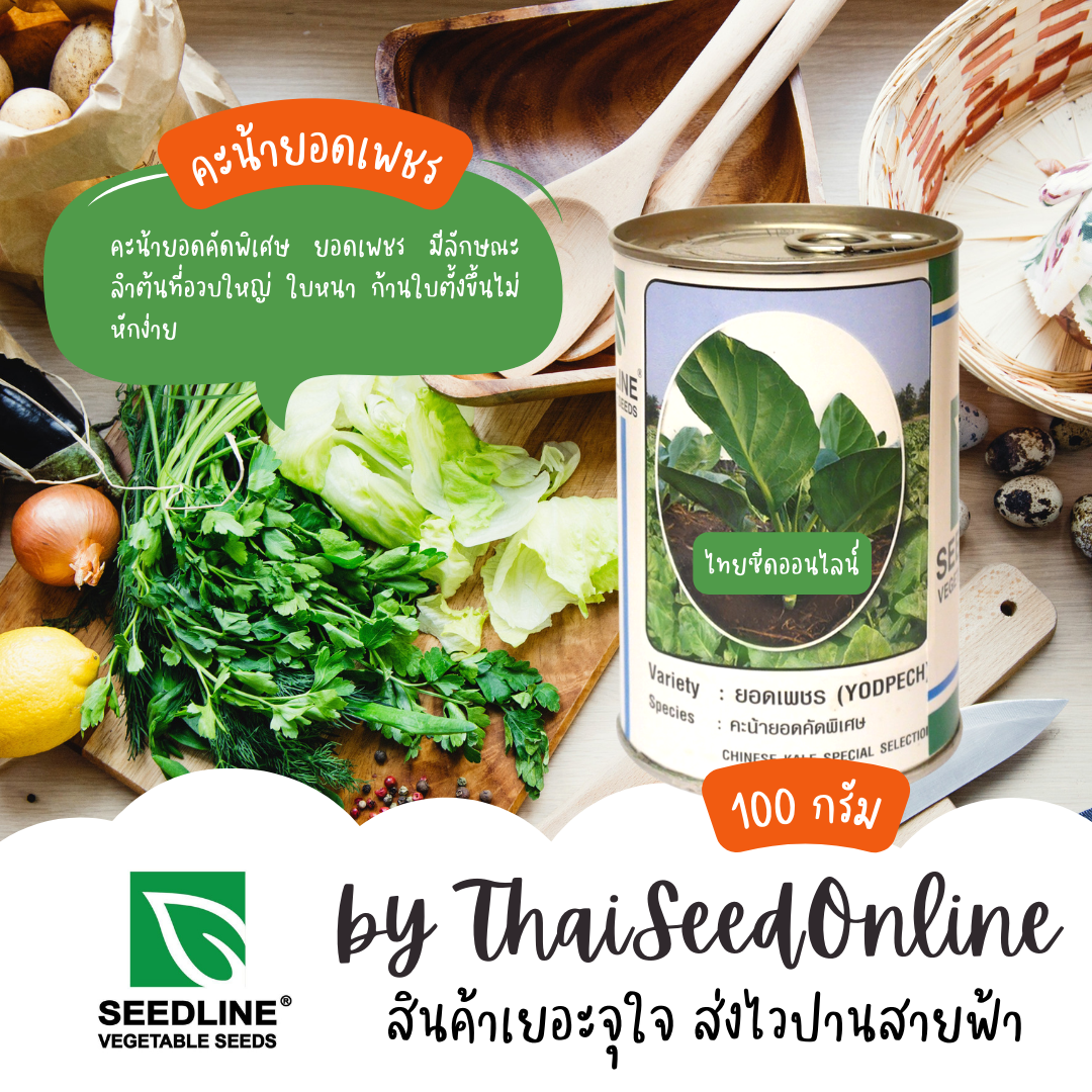 กระป๋อง เมล็ดพันธุ์ คะน้าคัดพิเศษ คะน้ายอดเพชร ตราซีดไลน์ 80 กรัม