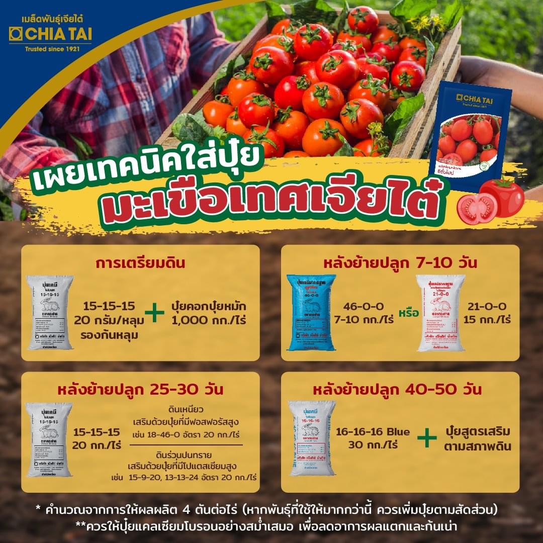 CTF1 เมล็ดพันธุ์ซองเล็ก มะเขือเทศเพชรรุ่ง ตราเจียไต๋ มะเขือสีดา มะเขือเทศสีดา Tomato
