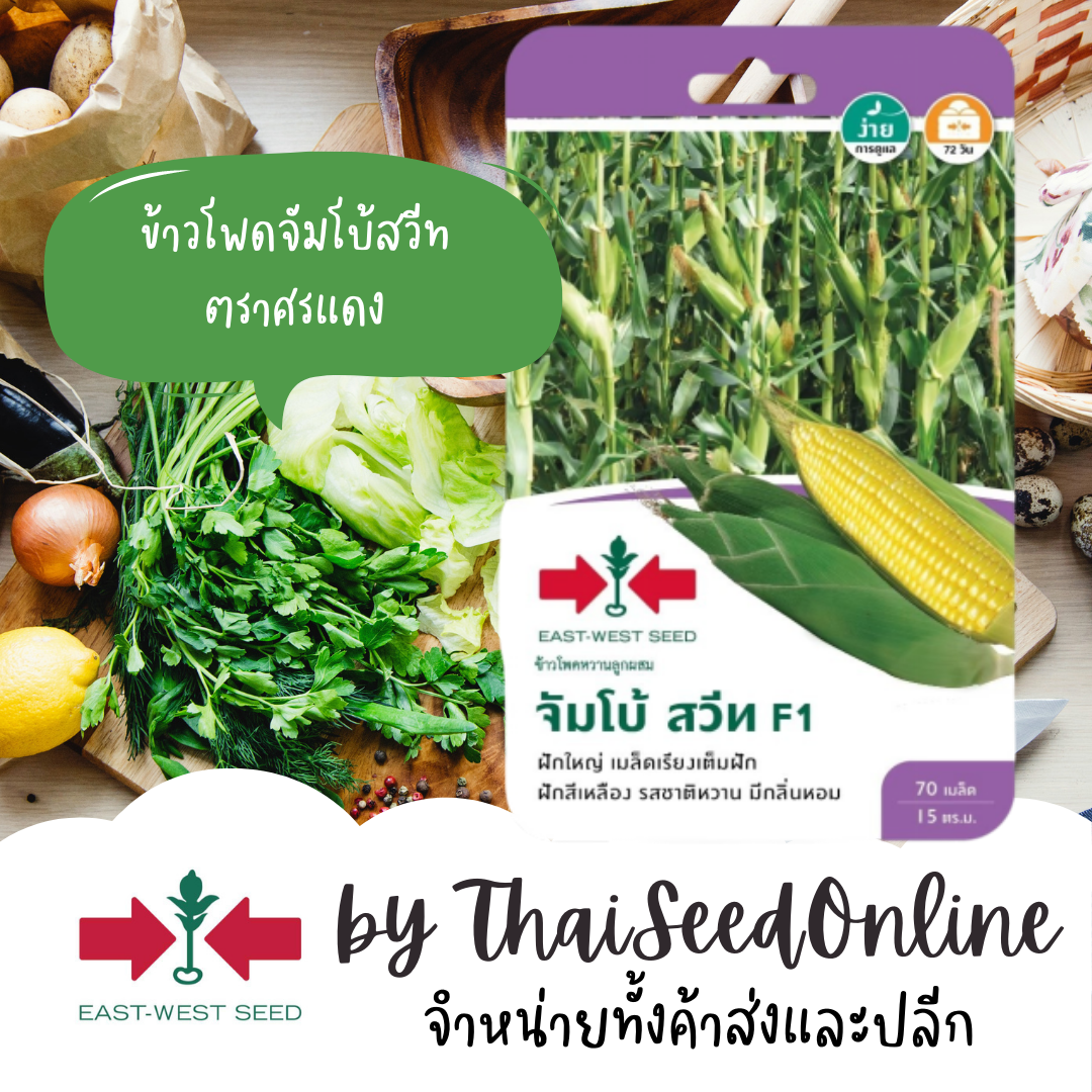 GGEW หมดอายุ 2/69 เมล็ดพันธุ์ ข้าวโพดหวานจัมโบ้สวีท 70 เมล็ด ตราศรแดง Corn