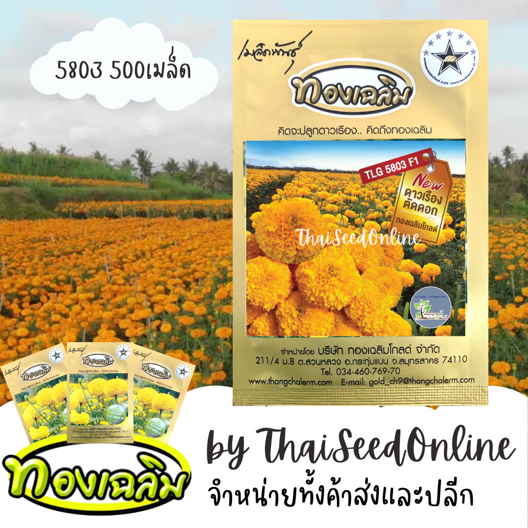 TC500S เมล็ดพันธุ์ ดาวเรืองตัดดอก ดาวเรืองทองเฉลิม 5803 500 เมล็ด Marigold Thongchalerm 5803 500Seeds