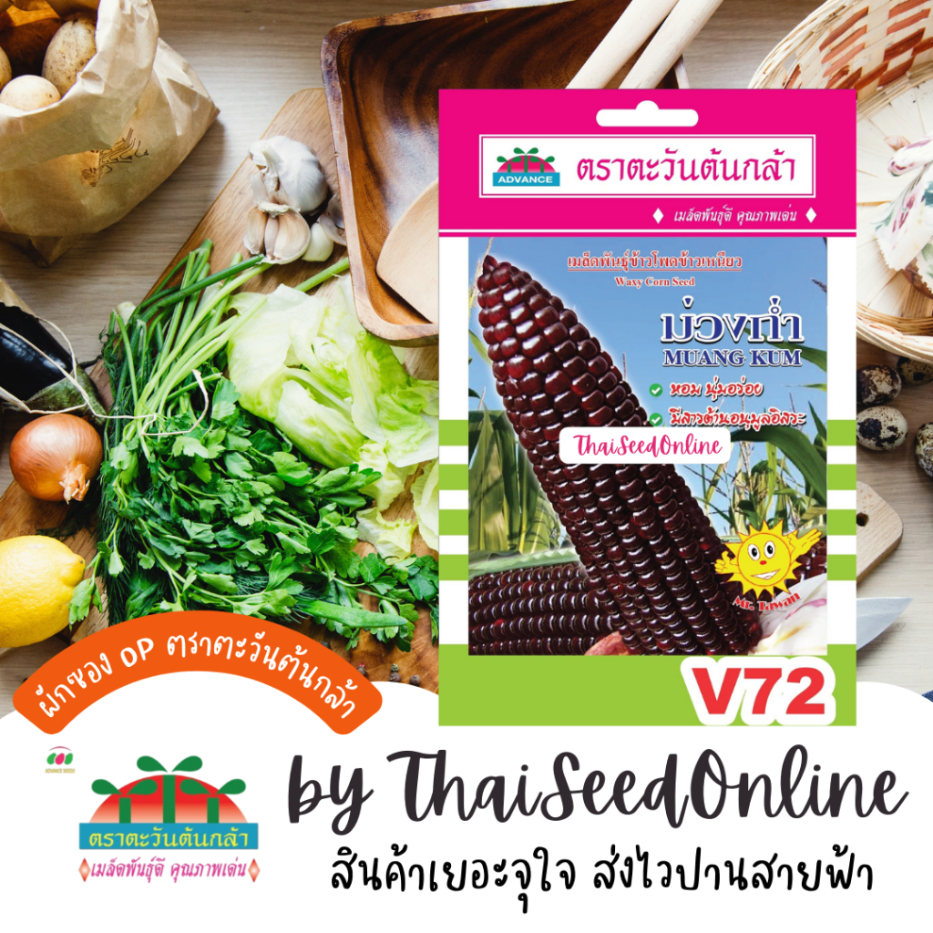 Advance Seeds(ตราตะวันต้นกล้า) ADVOP ซฟ เมล็ดพันธุ์ ข้าวโพดข้าวเหนียว ม่วงก่ำ ประมาณ 60 เมล็ด ตราตะวันต้นกล้า V72