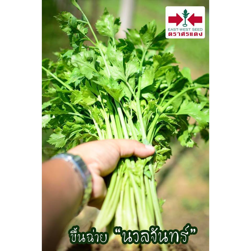 Sorndang(ศรแดง) EWCOM เมล็ดพันธุ์ คื่นช่าย นวลจันทร์ 50กรัม ตราศรแดง Celery